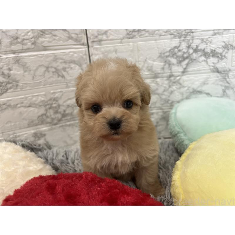 販売中の三重県のマルプー:マルチーズ×トイプードル-426277の4枚目