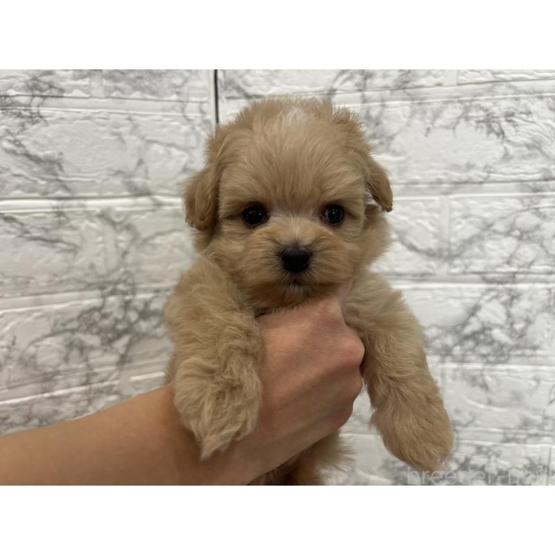 販売中の三重県のマルプー:マルチーズ×トイプードル-426277の3枚目