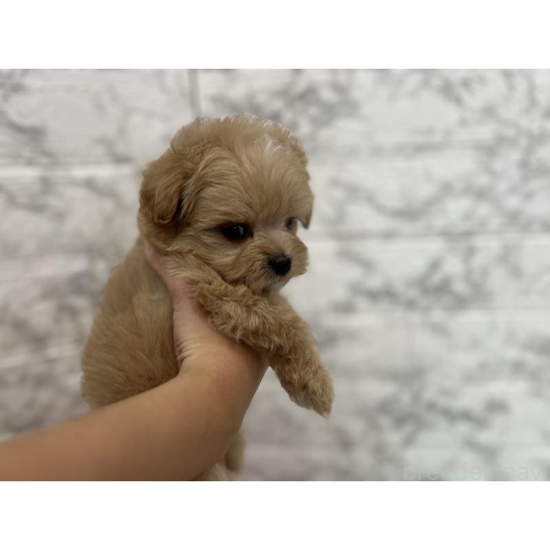 販売中の三重県のマルプー:マルチーズ×トイプードル-426277の2枚目