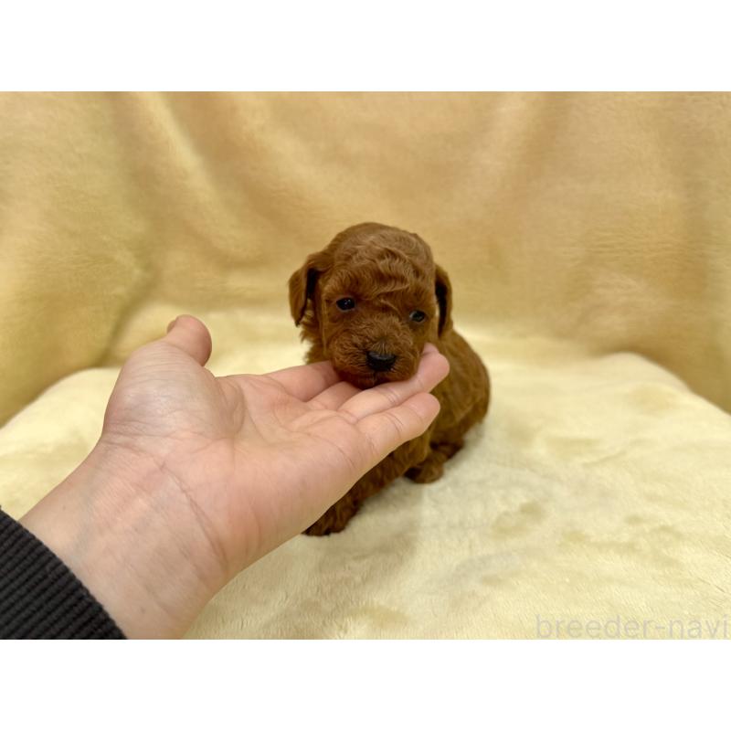 成約済の愛知県のトイプードル-433494の13枚目