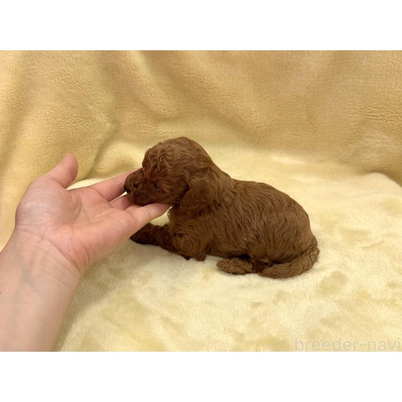 成約済の愛知県のトイプードル-433494の12枚目