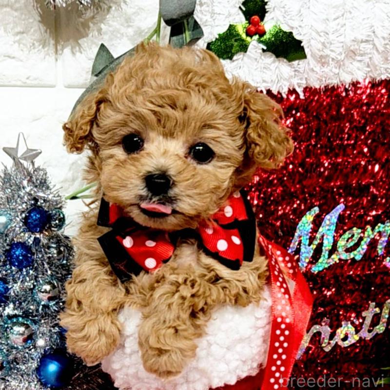 販売中の福岡県のティーカッププードル-435233の11枚目