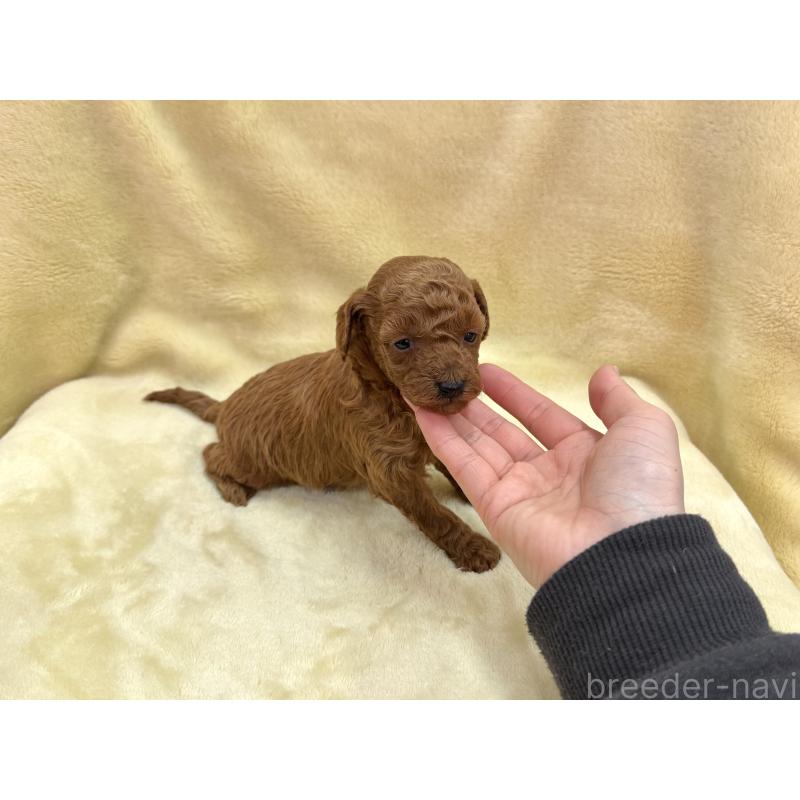 成約済の愛知県のトイプードル-433494の11枚目