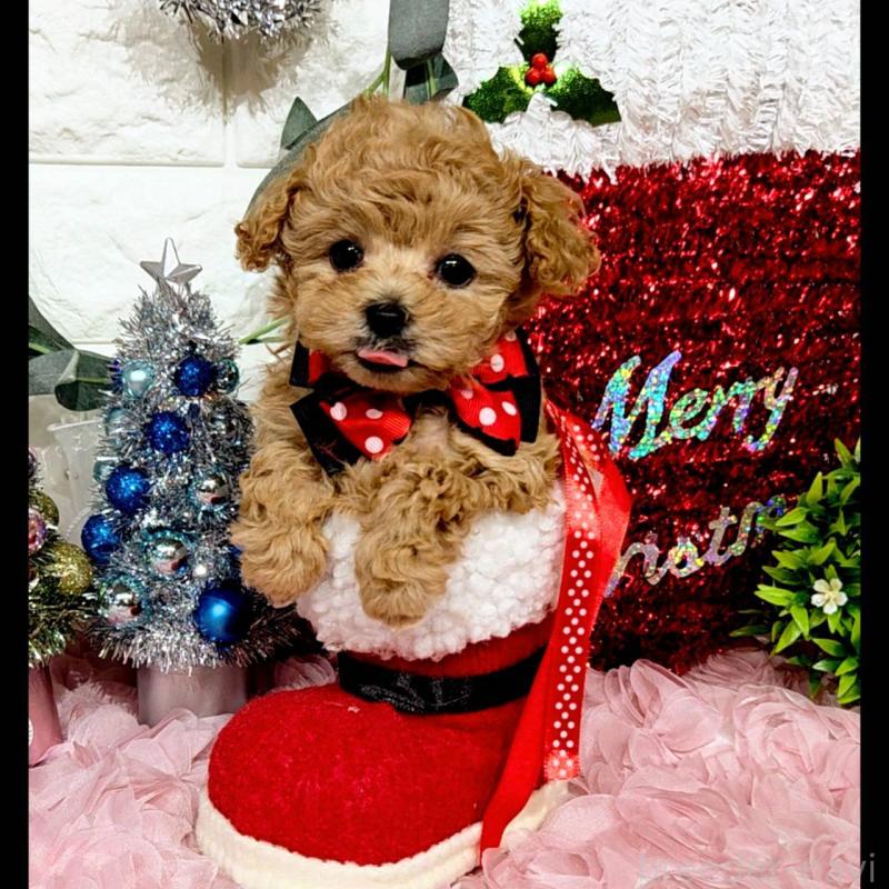 販売中の福岡県のティーカッププードル-435233の10枚目