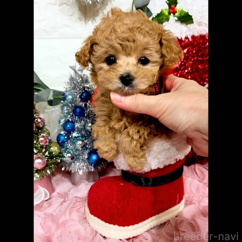 販売中の福岡県のティーカッププードル-435233の9枚目