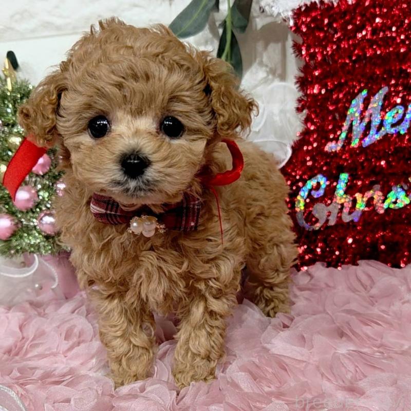 販売中の福岡県のティーカッププードル-435233の8枚目