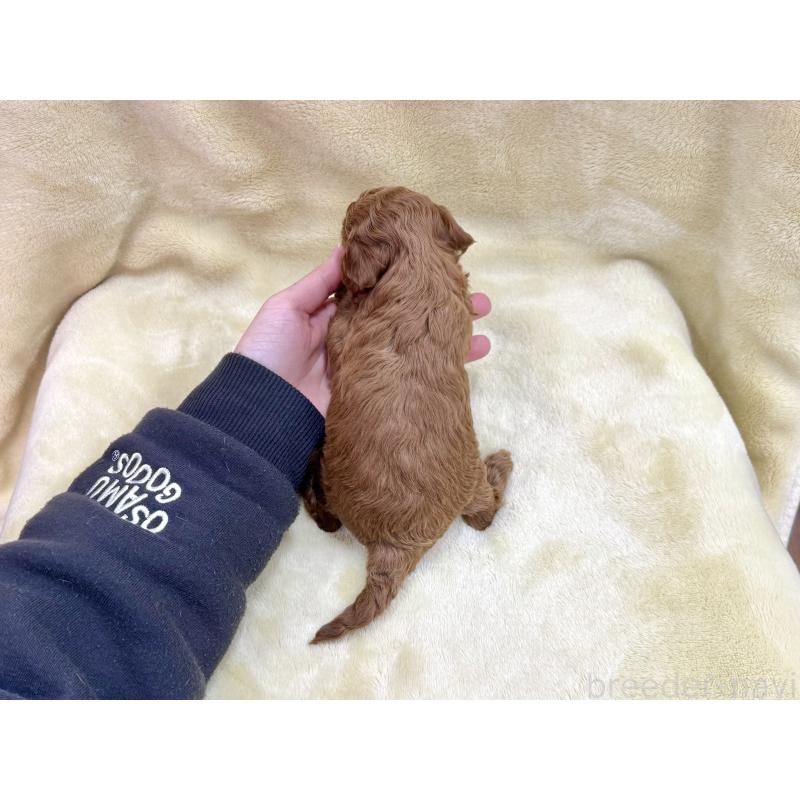 成約済の愛知県のトイプードル-433494の10枚目