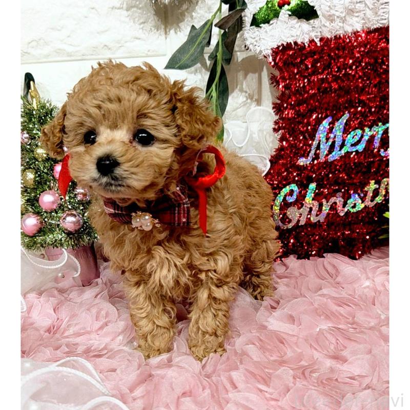 販売中の福岡県のティーカッププードル-435233の7枚目