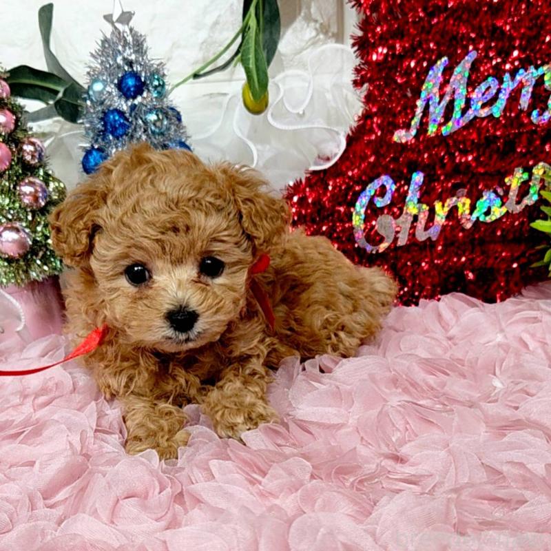 販売中の福岡県のティーカッププードル-435233の6枚目