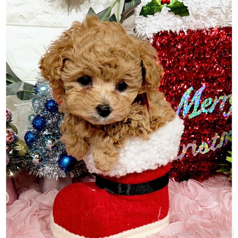 販売中の福岡県のティーカッププードル-435233の5枚目