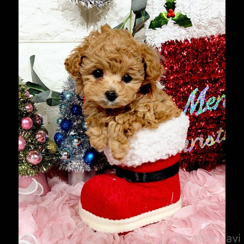 販売中の福岡県のティーカッププードル-435233の4枚目