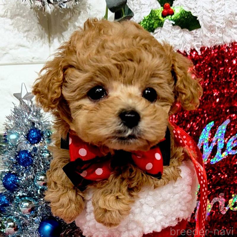 販売中の福岡県のティーカッププードル-435233の3枚目