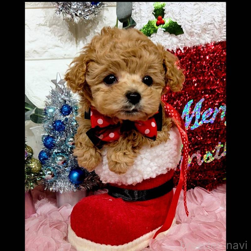 販売中の福岡県のティーカッププードル-435233の2枚目