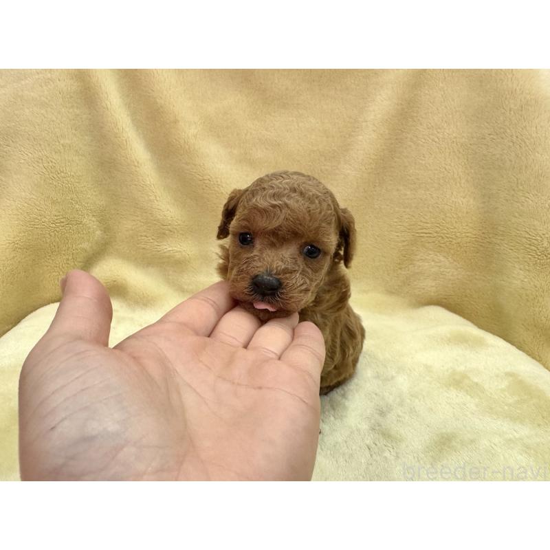 成約済の愛知県のトイプードル-433495の16枚目