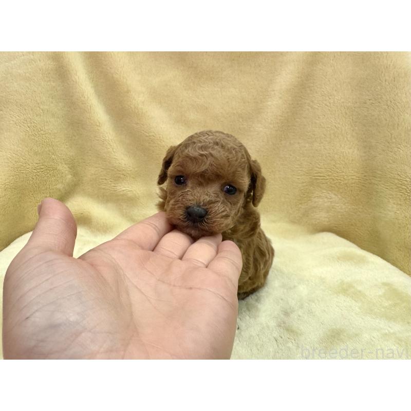 成約済の愛知県のトイプードル-433495の15枚目