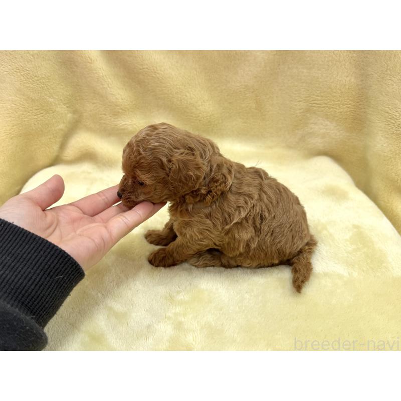 成約済の愛知県のトイプードル-433495の14枚目