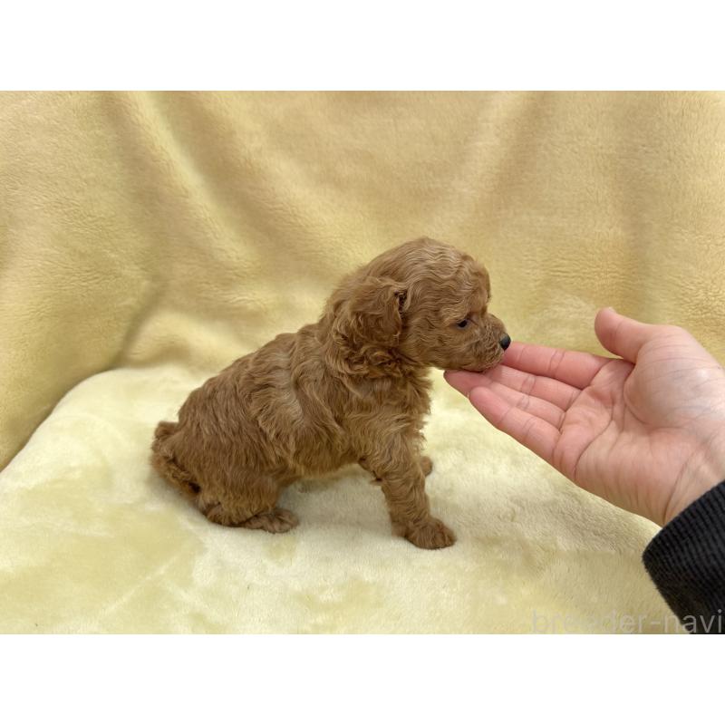 成約済の愛知県のトイプードル-433495の13枚目