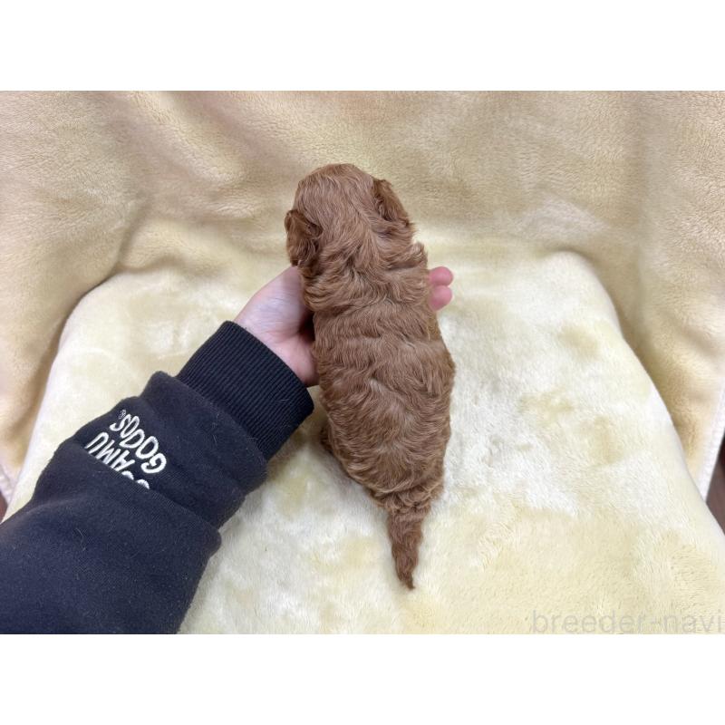 成約済の愛知県のトイプードル-433495の12枚目