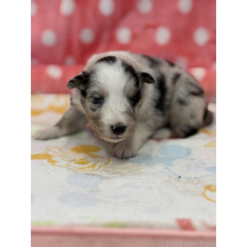 販売中の静岡県のシェットランドシープドッグ(シェルティ)-435235の6枚目