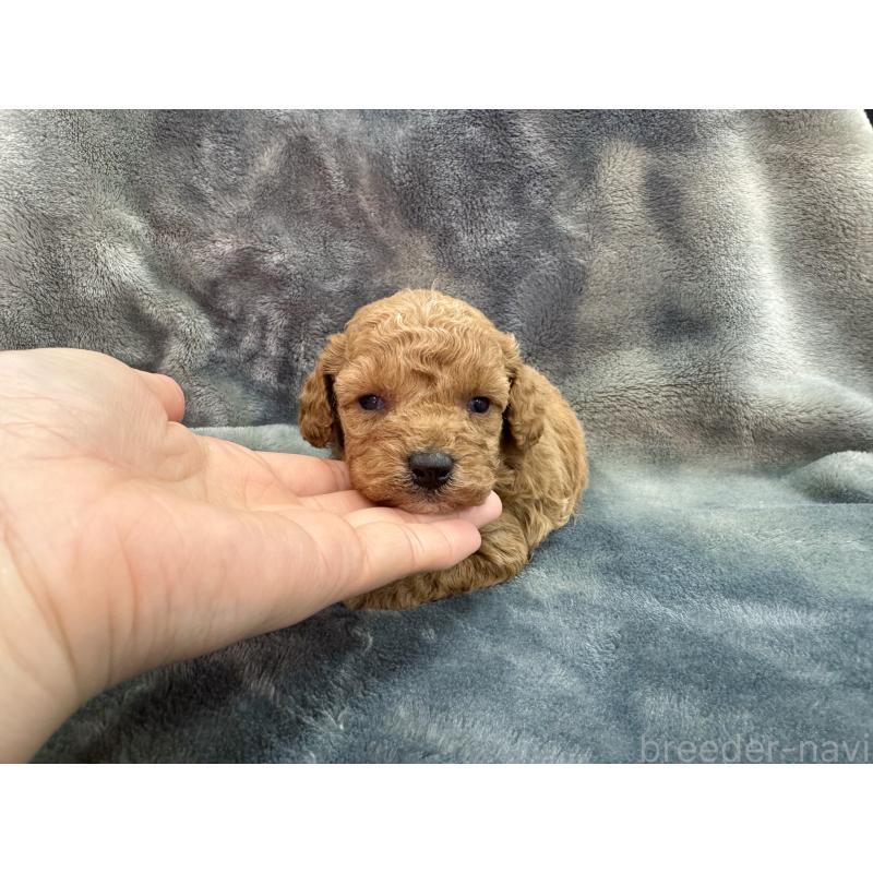 販売中の愛知県のトイプードル-435234の8枚目