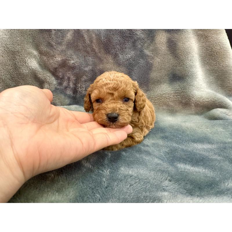 販売中の愛知県のトイプードル-435234の7枚目