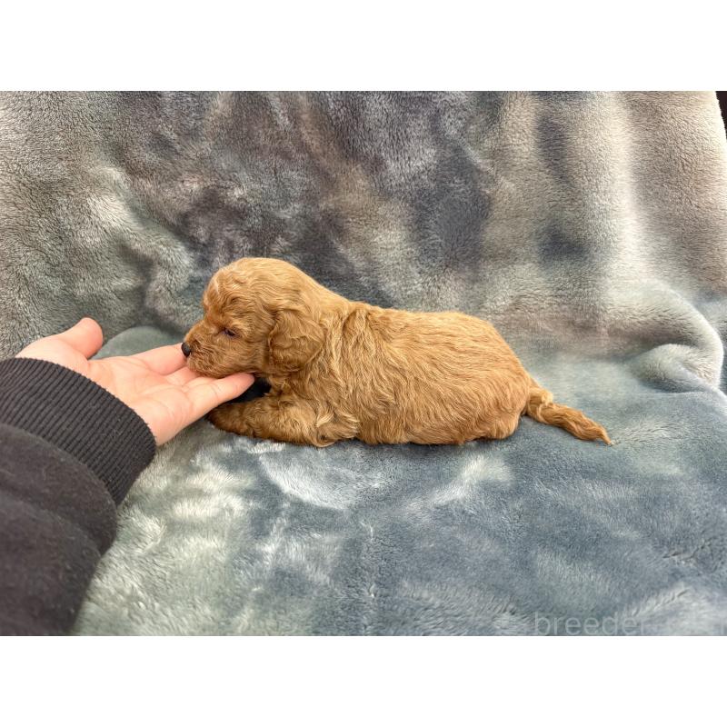 販売中の愛知県のトイプードル-435234の6枚目