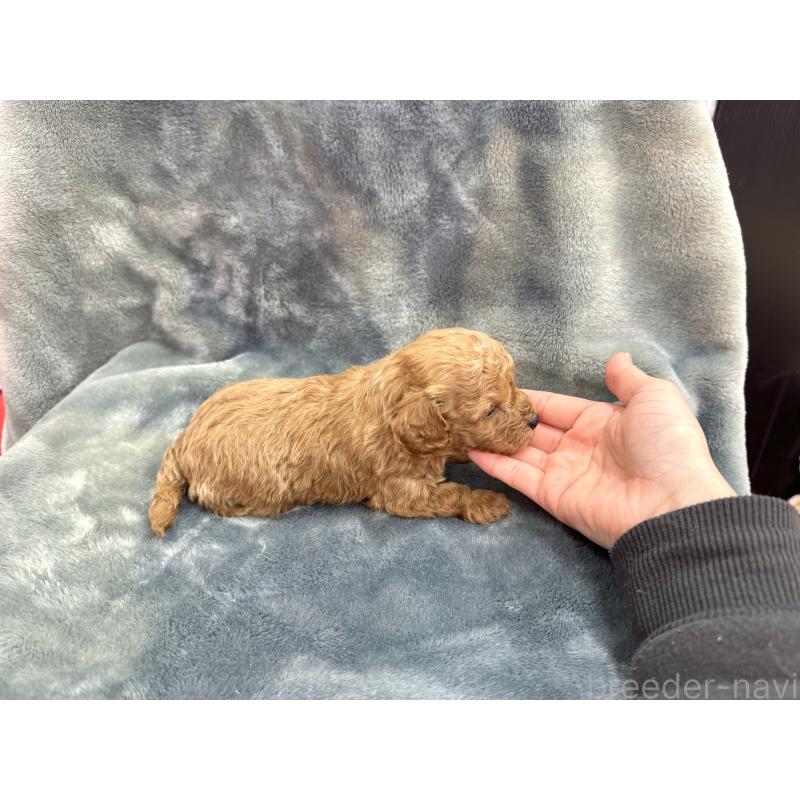 販売中の愛知県のトイプードル-435234の5枚目