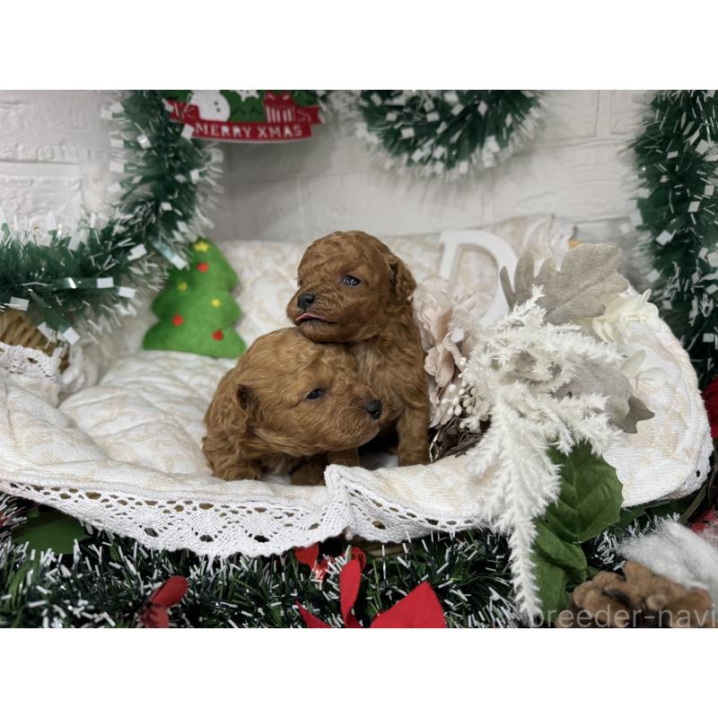 販売中の愛知県のトイプードル-435234の3枚目