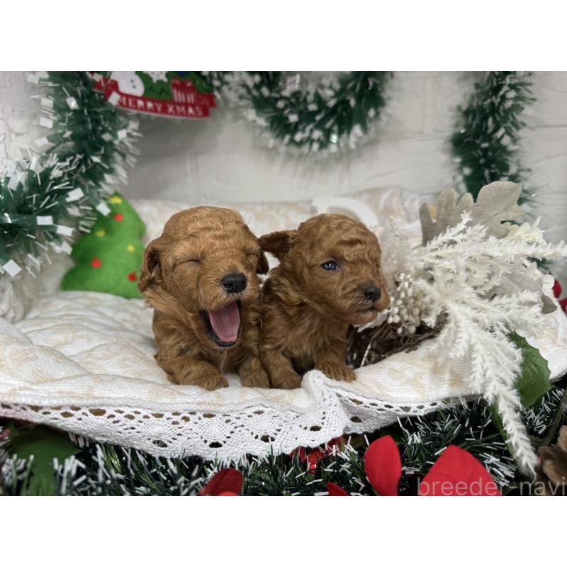 販売中の愛知県のトイプードル-435234の2枚目