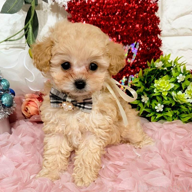 販売中の福岡県のティーカッププードル-435245の10枚目