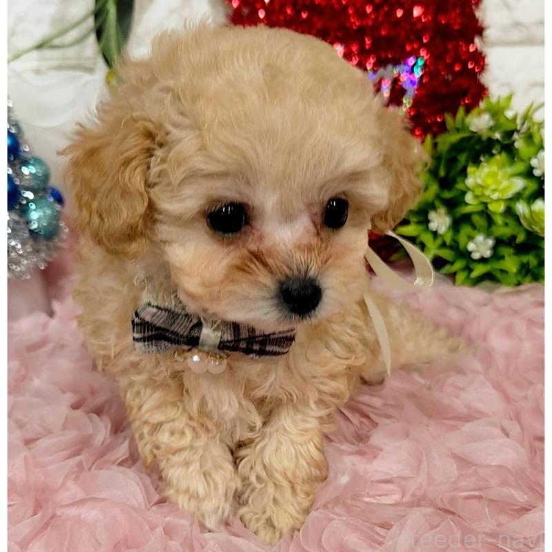 販売中の福岡県のティーカッププードル-435245の9枚目