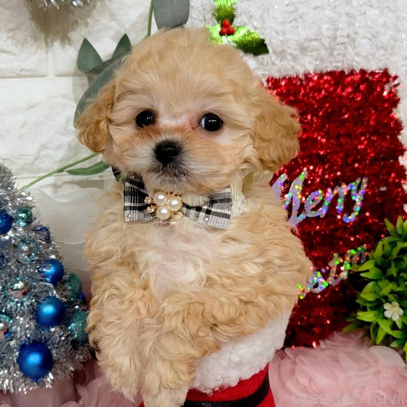 販売中の福岡県のティーカッププードル-435245の8枚目