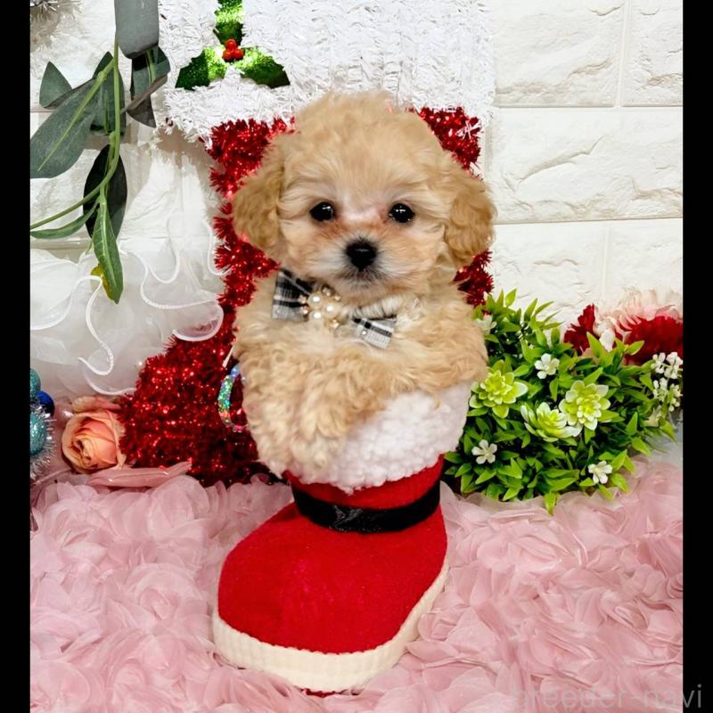 販売中の福岡県のティーカッププードル-435245の7枚目