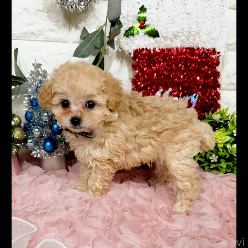 販売中の福岡県のティーカッププードル-435245の6枚目