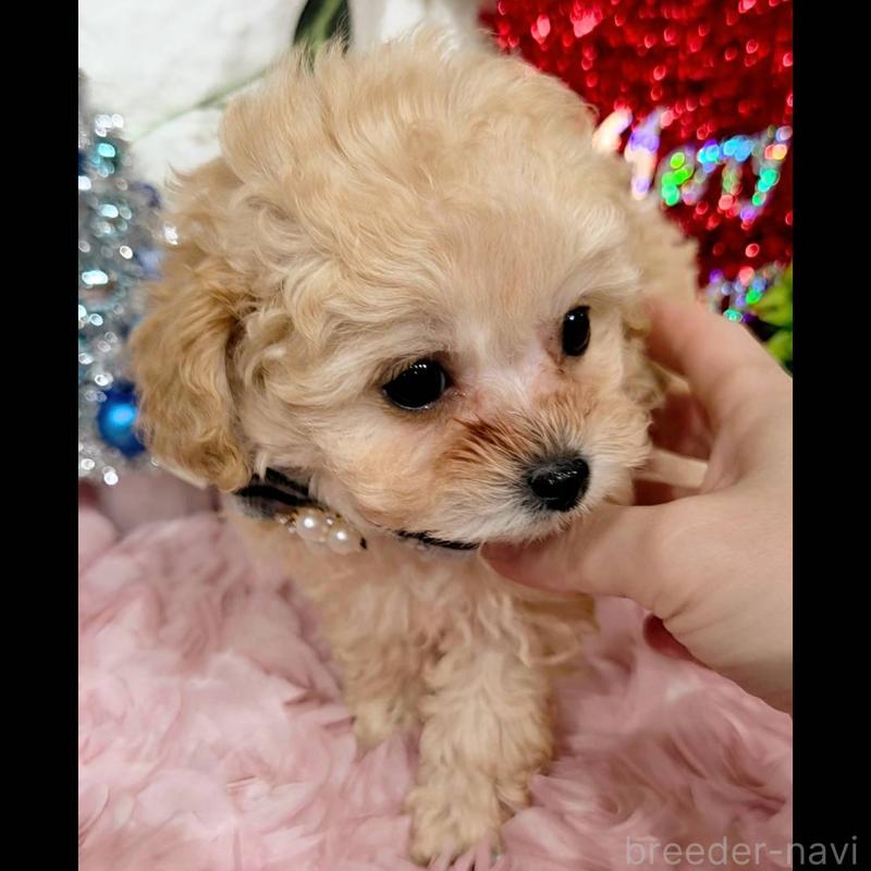 販売中の福岡県のティーカッププードル-435245の4枚目