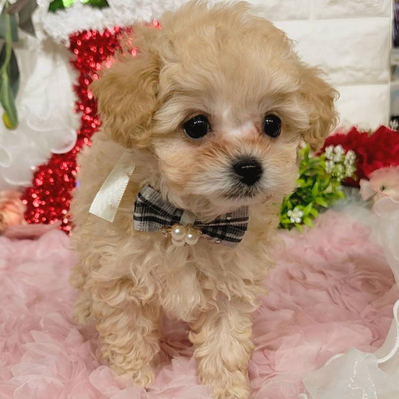 販売中の福岡県のティーカッププードル-435245の3枚目