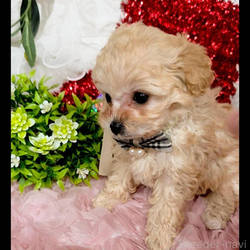 販売中の福岡県のティーカッププードル-435245の2枚目