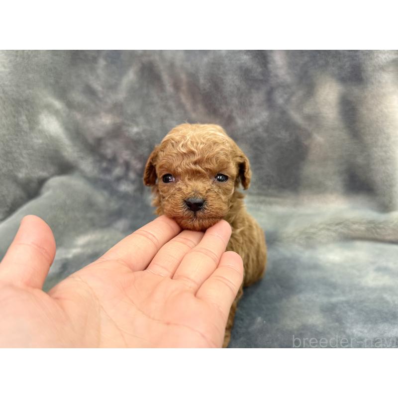 販売中の愛知県のトイプードル-435236の6枚目