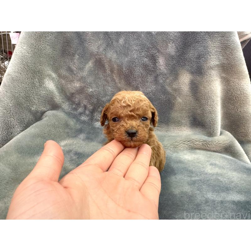 販売中の愛知県のトイプードル-435236の5枚目