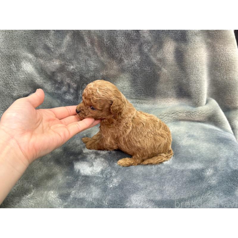 販売中の愛知県のトイプードル-435236の4枚目