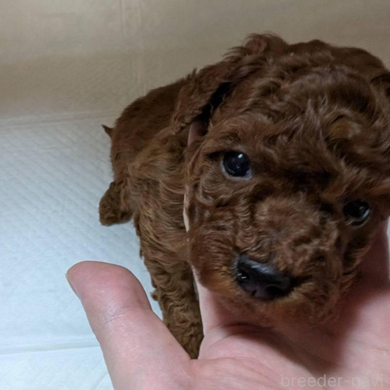 販売中の神奈川県のトイプードル-435237