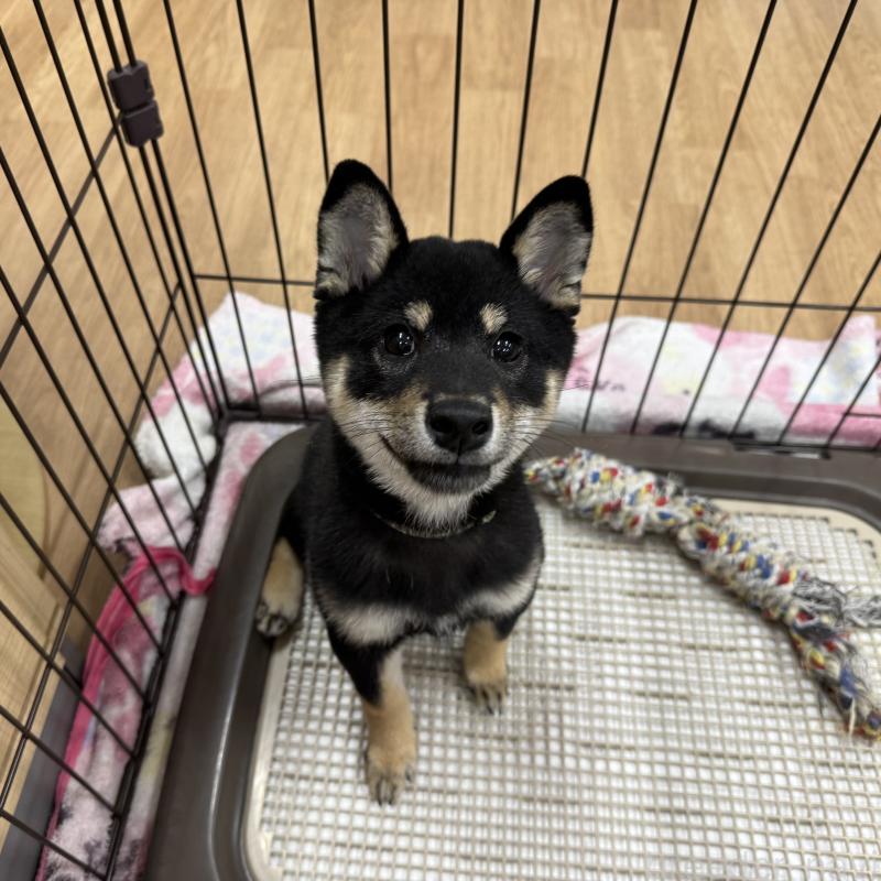 販売中の愛知県の豆柴-416155の7枚目