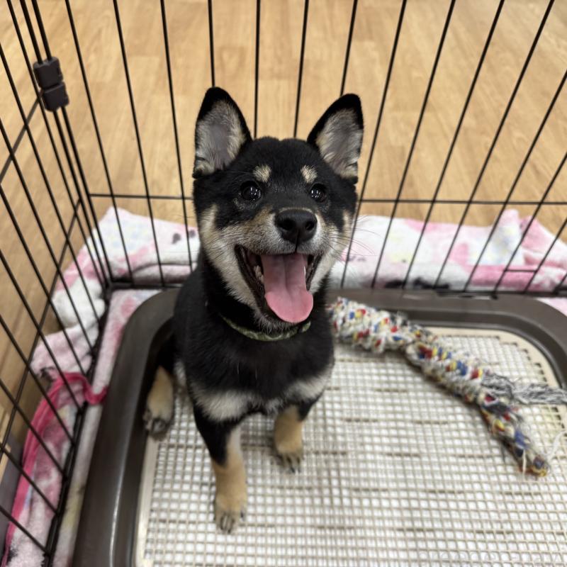 販売中の愛知県の豆柴-416155の6枚目