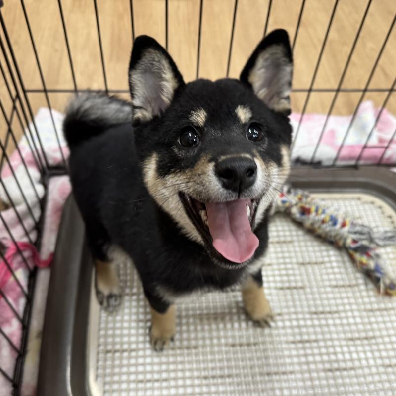 販売中の愛知県の豆柴-416155の1枚目