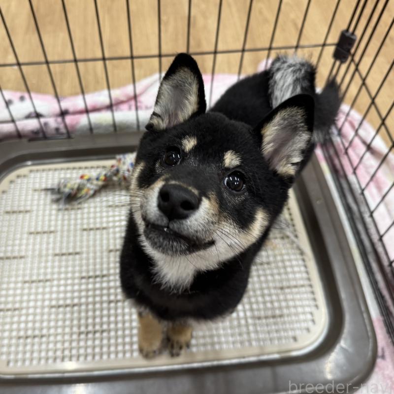 販売中の愛知県の豆柴-416155の5枚目