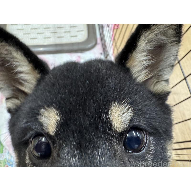 販売中の愛知県の豆柴-416155の4枚目