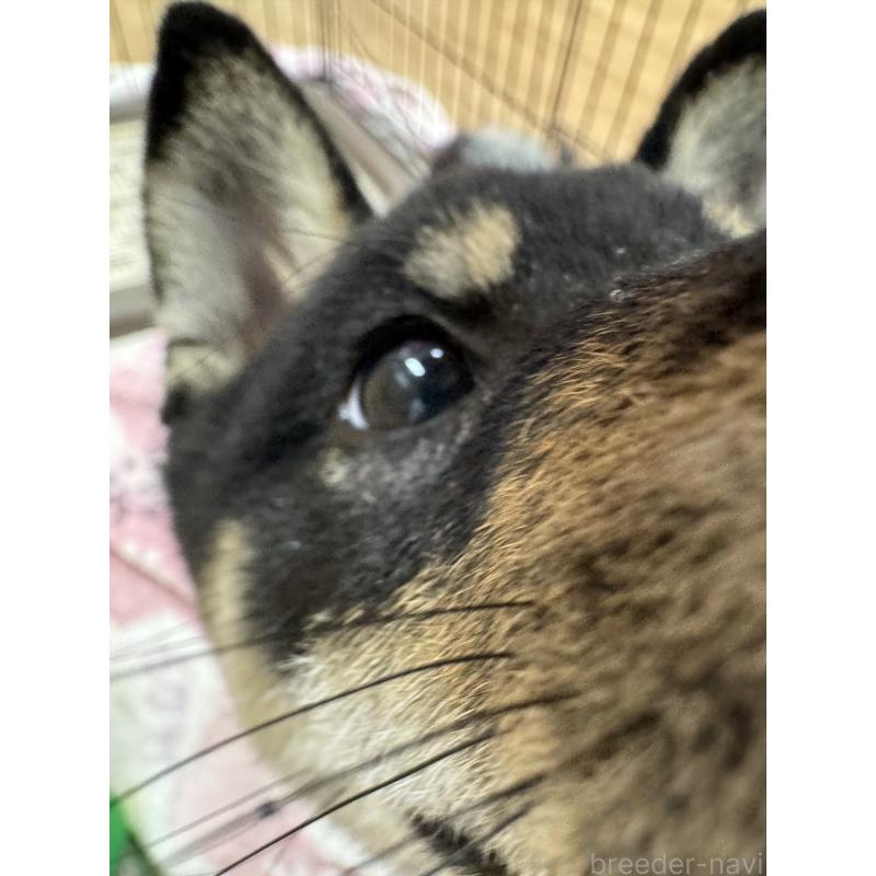 販売中の愛知県の豆柴-416155の3枚目