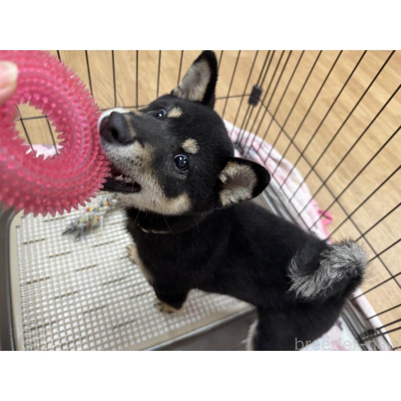 販売中の愛知県の豆柴-416155の2枚目