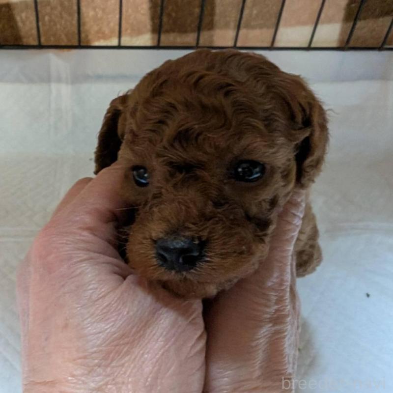 販売中の神奈川県のトイプードル-435238