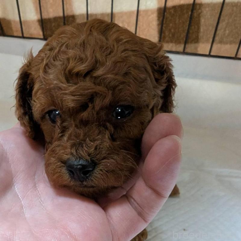 販売中の神奈川県のトイプードル-435240の1枚目